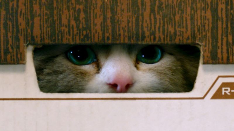 Una vita da gatto: il poster ufficiale della commedia più felina dell’anno